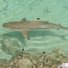 Bluewater Island Resort Aquarium Bluewater Island Resort Aquarium